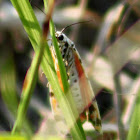 Bella Moth