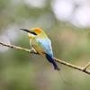 Rainbow Bee-eater