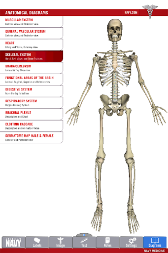 Anatomy Study Guide