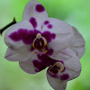 Orquídea: Phaleonopsis  hibrida