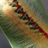 Sparshalli moth caterpillar