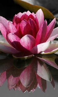 download Lotus Wallpapers HD free