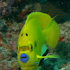 Three Spot Angelfish