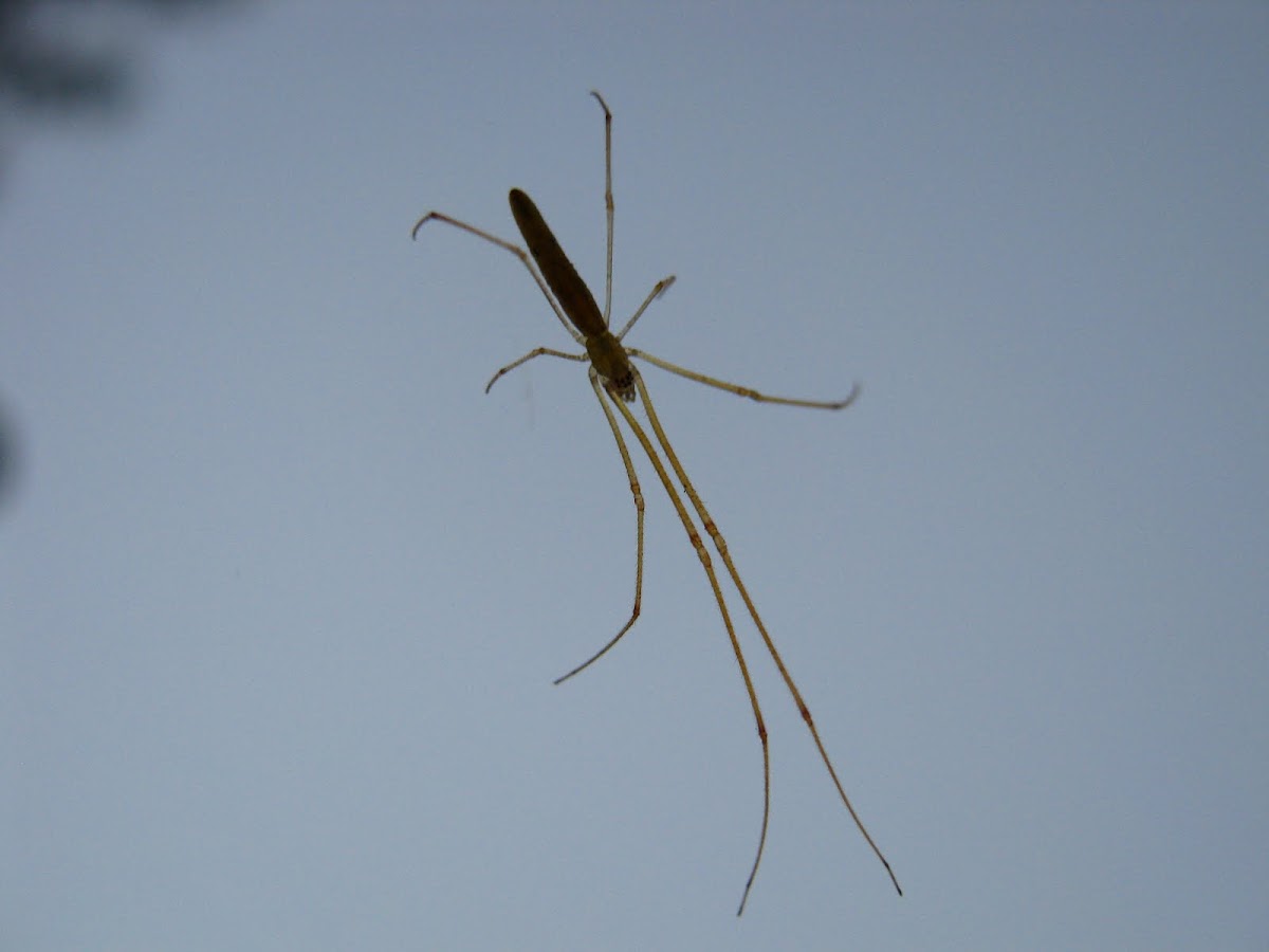 Tetragnathidae spider