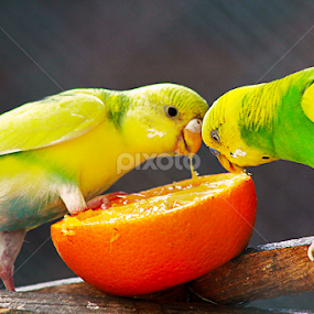 LoveBirds by Michael John Paulino - Animals Birds