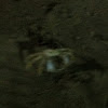Ghost crab, Caranguejo
