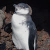 Galapagos penguin