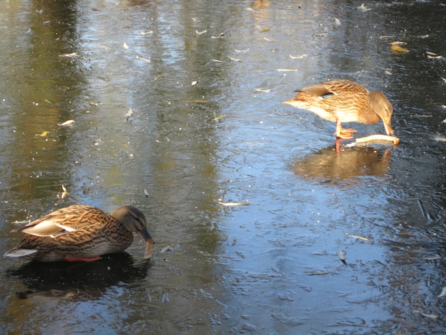 Mallards