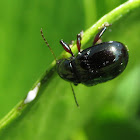 Sweetpotato Leaf Beetle