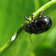 Sweetpotato Leaf Beetle