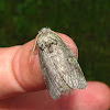 Variable Oakleaf Moth