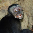 Black capuchin