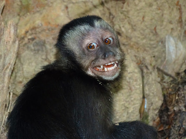 Black capuchin | Project Noah