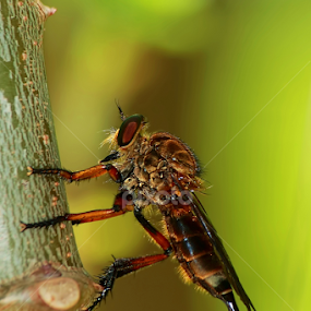 by Didik Baen - Animals Insects & Spiders