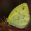 Scalloped Grass Yellow Butterfly