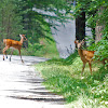 White-tailed Deer (Males)