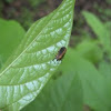 Locust leafminer