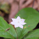 Pacific Starflower