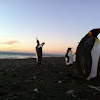 King Penguins