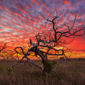 The witch by Jason Green - Landscapes Prairies, Meadows & Fields