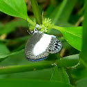 white-banded cerulean