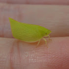 Green planthopper