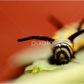Larva of 'Plain Tiger' Butterfly  by Rudra Roy Chowdhury - Animals Insects & Spiders