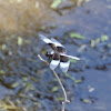 Widow Skimmer       male