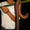 Large-bodied Earthworm