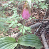 Pink lady-slippers or Moccassin Flower