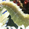 Lined Seahorse