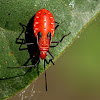 Cotton stainer nymph