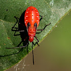 Cotton stainer nymph
