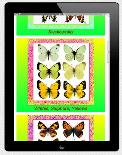 Butterflies of Northeastern US