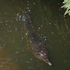 Malayasian false gharial