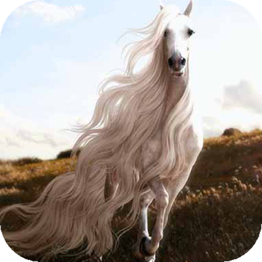 Snow white Horses, Arabian horse, Pretty horses