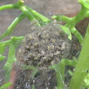 Recently hatched spiders