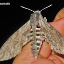 Convolvulus Hawk-Moth