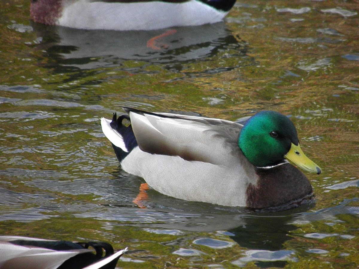 Mallard Duck