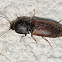 Click Beetle ID?