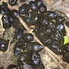 Scat of Eastern Cottontail Rabbit