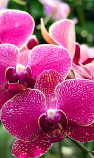 How to get Orchids Live Wallpaper lastet apk for laptop