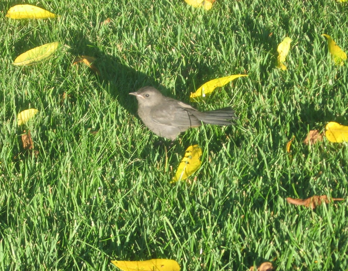 gray cat bird
