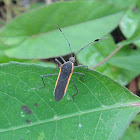 Coreid Bug
