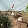 Greater Flamingo,Flamingo