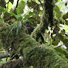 Blue-Crowned motmot