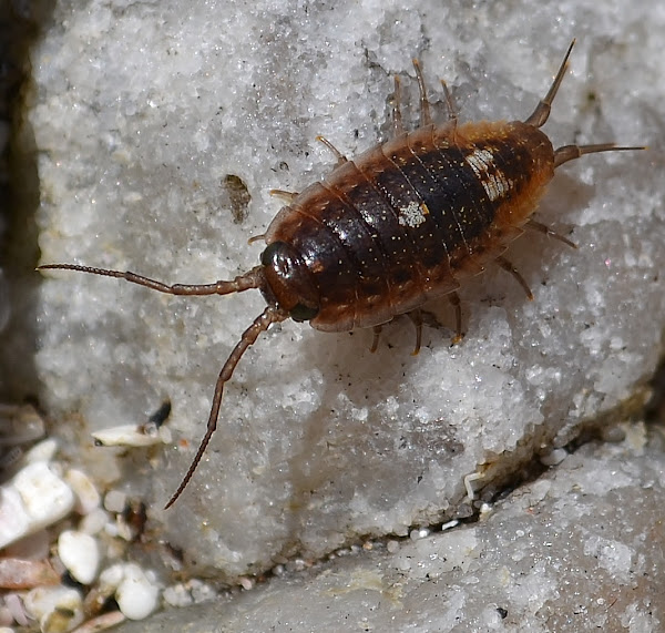 Sea Roach | Project Noah