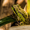 Northern Pacific Tree Frog
