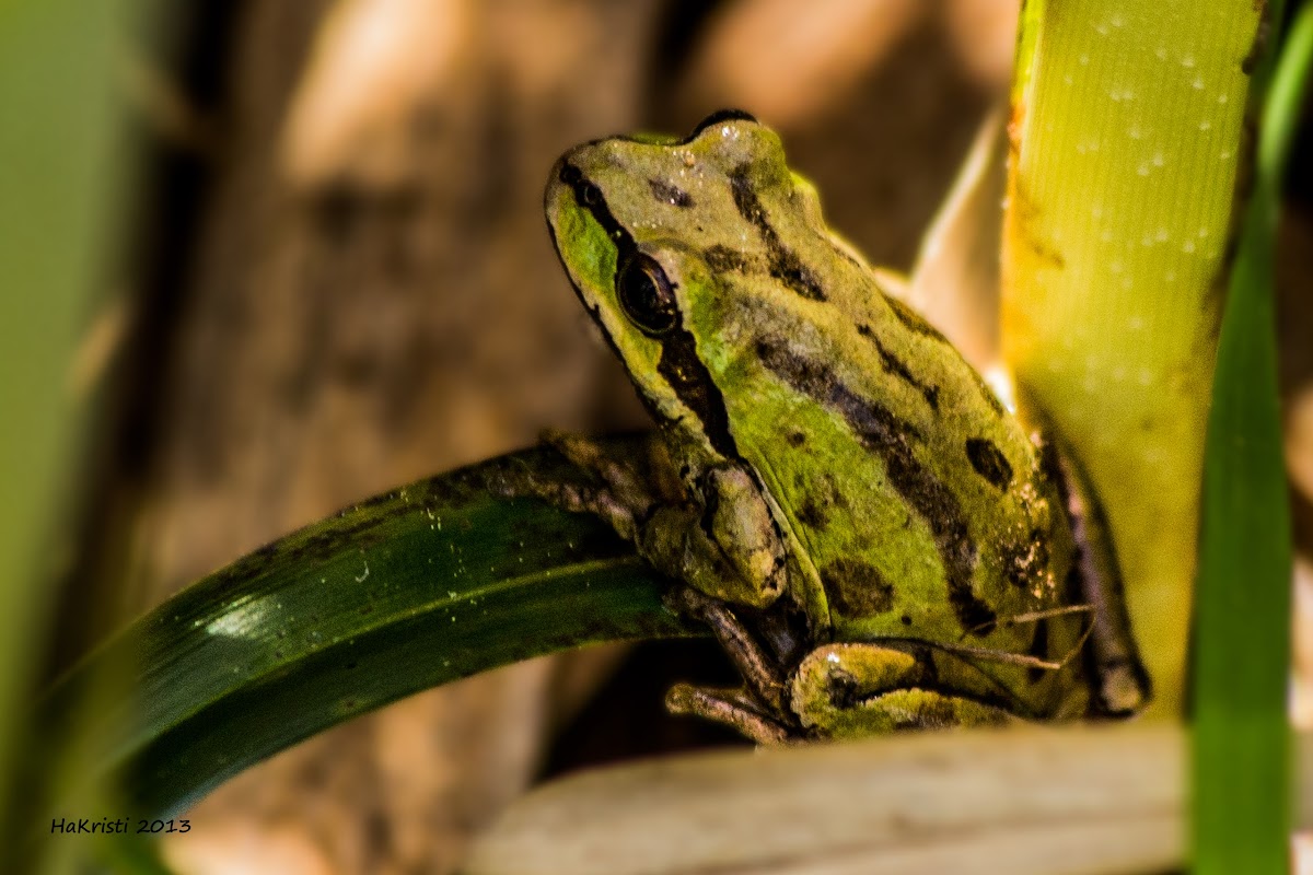 Northern Pacific Tree Frog