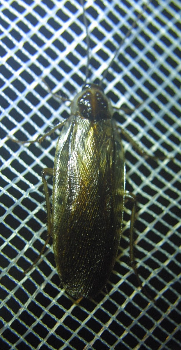 Wood Cockroach, male